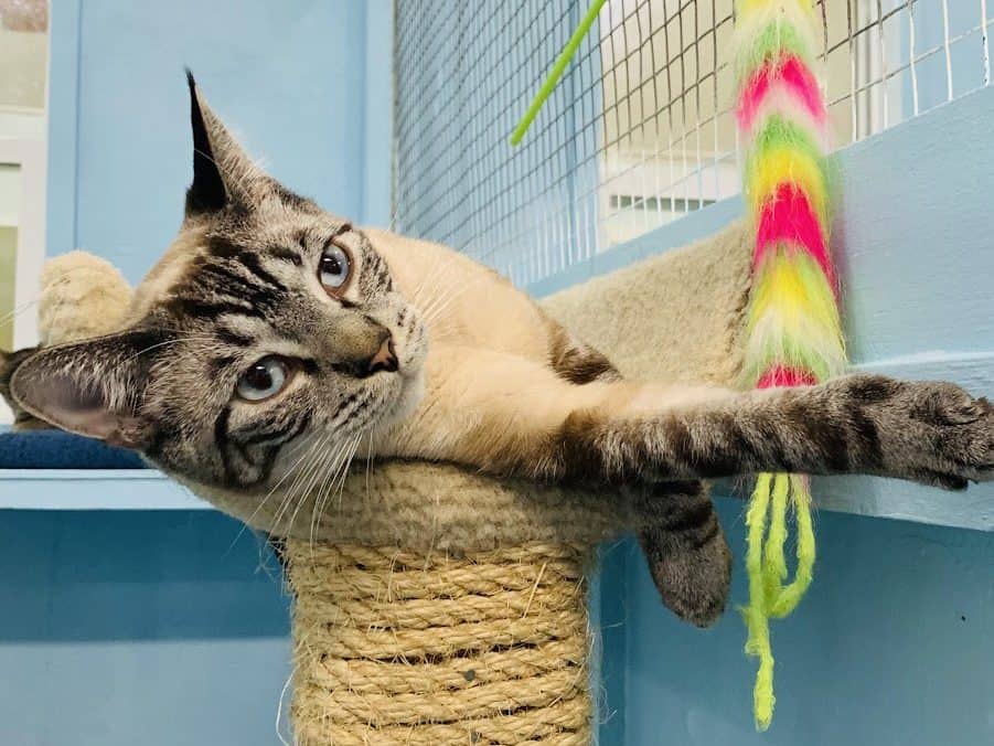 TIGRA - Siamese X cat available for adoption in British Columbia