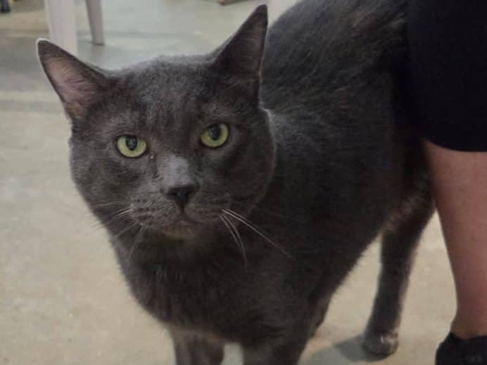 PICKLES - Domestic Short-Hair cat available for adoption at CARES Cat Shelter in Vancouver