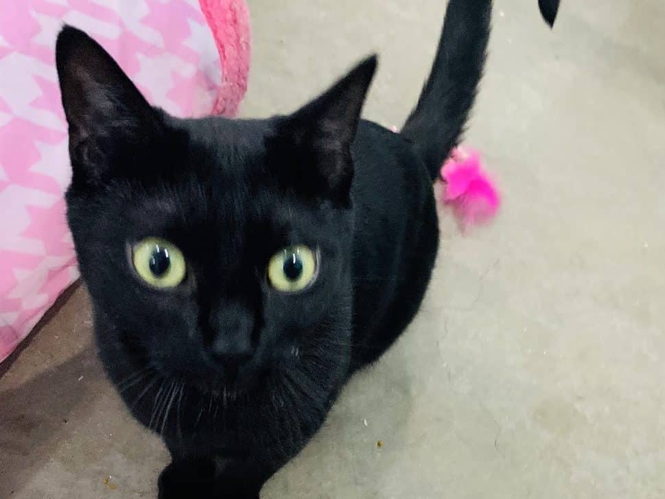 SHELLEY - Domestic Short-Hair cat available for adoption at CARES Cat Shelter in Langley