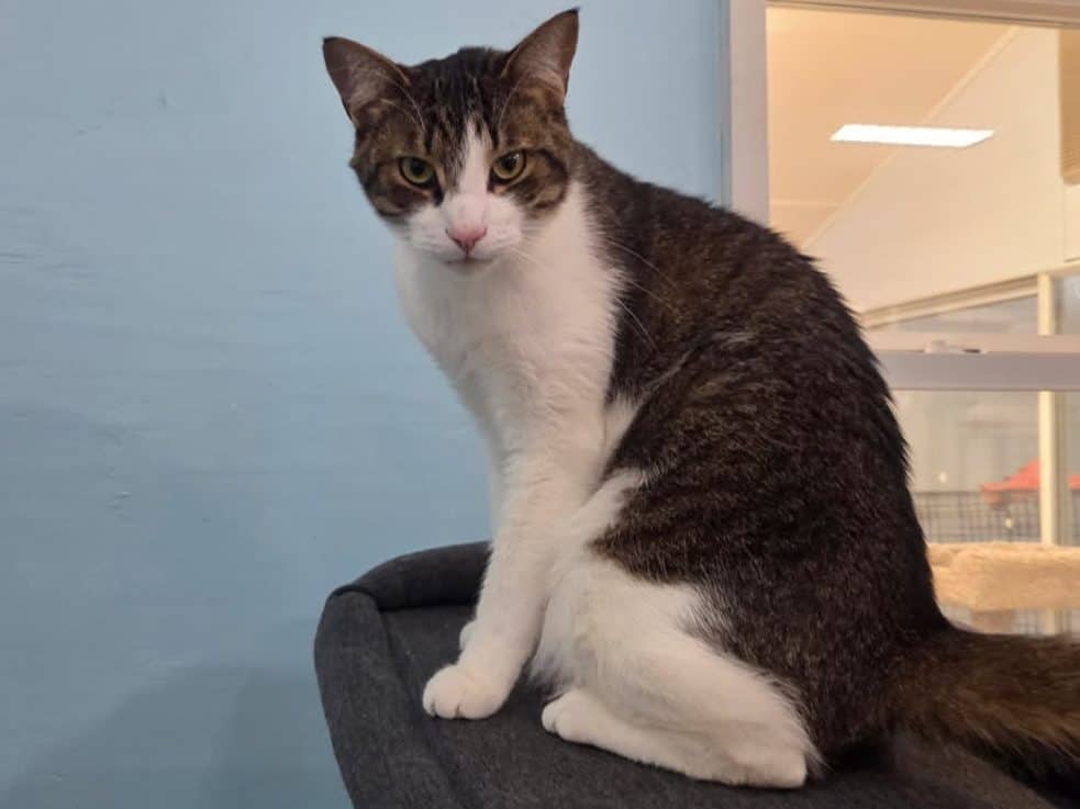 TAZ - Domestic Short-Hair cat available for adoption at CARES Cat Shelter in Vancouver