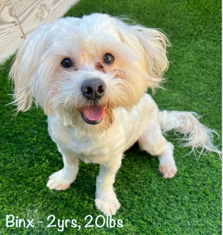Binx - Mixed Breed available for adoption in Calgary