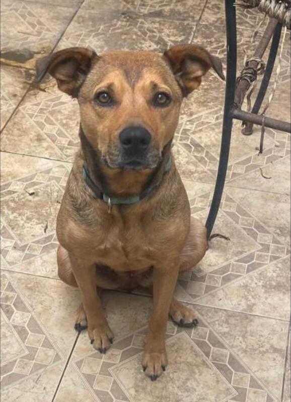 Canela - Italian Greyhound Mix available for adoption in Calgary