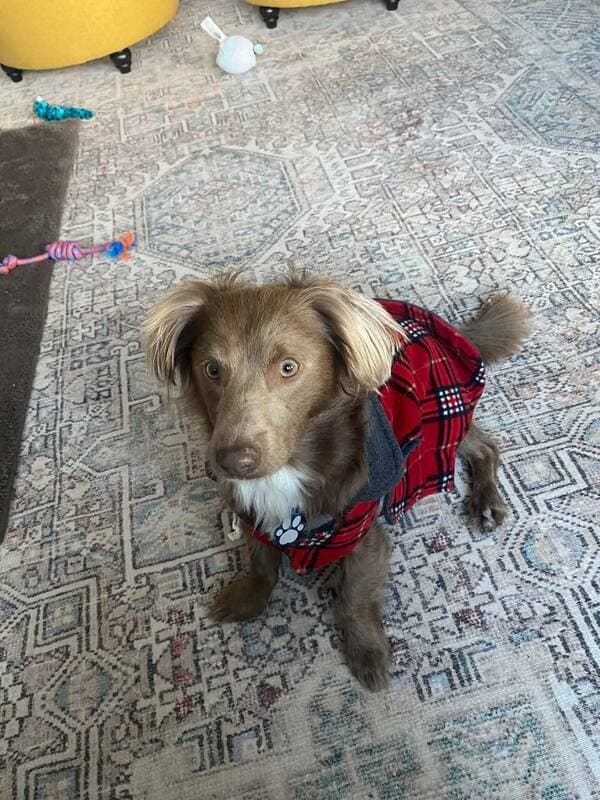 Chase - Spaniel Mix available for adoption in Calgary