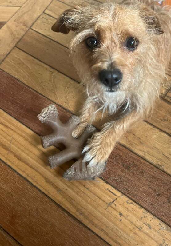 Cooper - Border Terrier - Cain Terrier Mix available for adoption