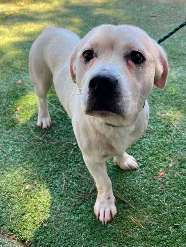 Cricket - Basset Hound / Labrador Retriever Mix available for adoption at CB Rescue Foundation in Calgary