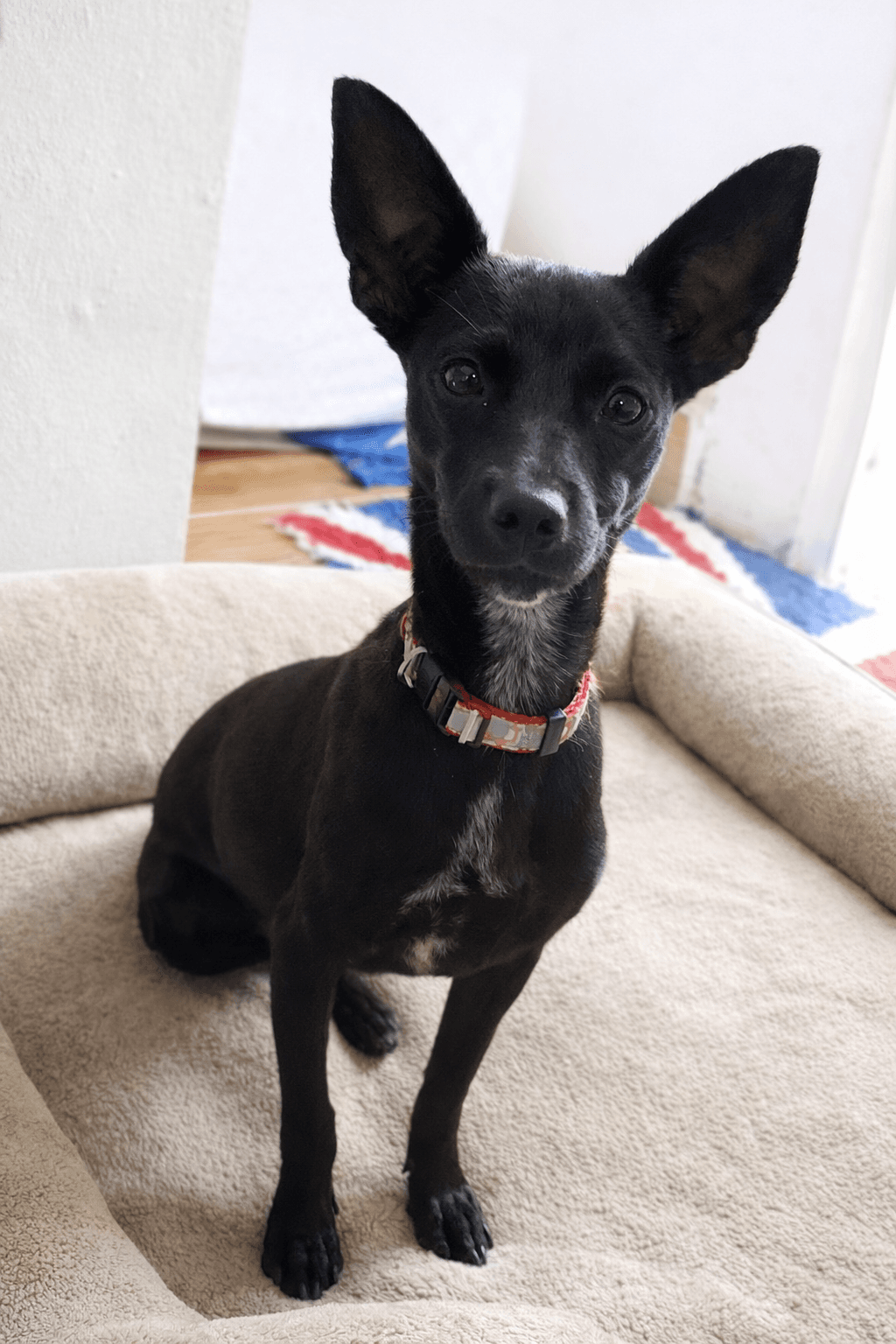 Emma - Minature Pinscher and Chihuahua Mix available for adoption in Calgary