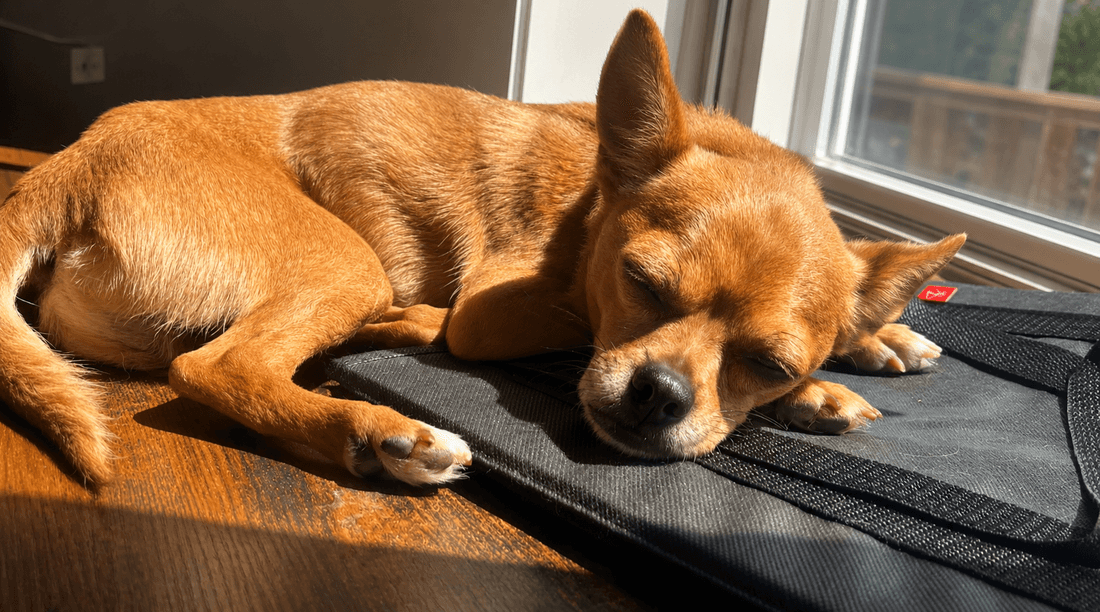 Frito - Chihuahua Mix available for adoption