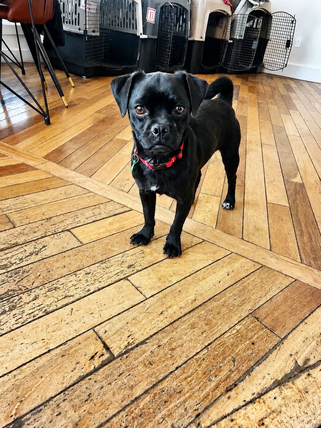 Gumball - Pug/Dachshund Mix available for adoption at CB Rescue Foundation in Calgary