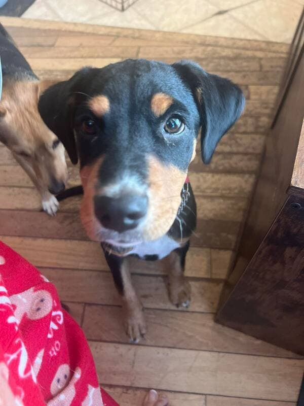 Kiya - Rottweiler and Italian Greyhound Mix available for adoption in Calgary