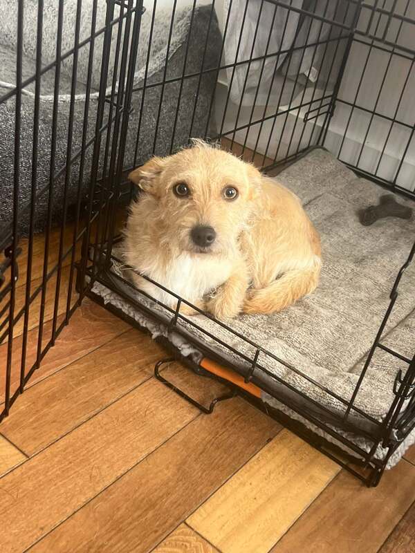 Levi - Border Terrier Mix available for adoption