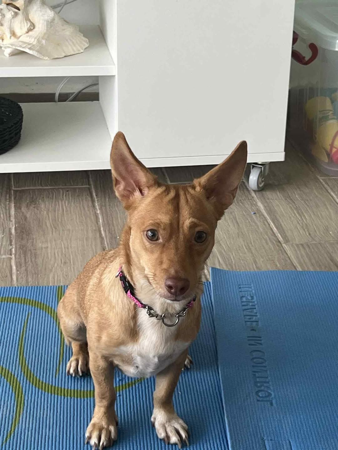 Mary - Mixed Breed available for adoption in Calgary