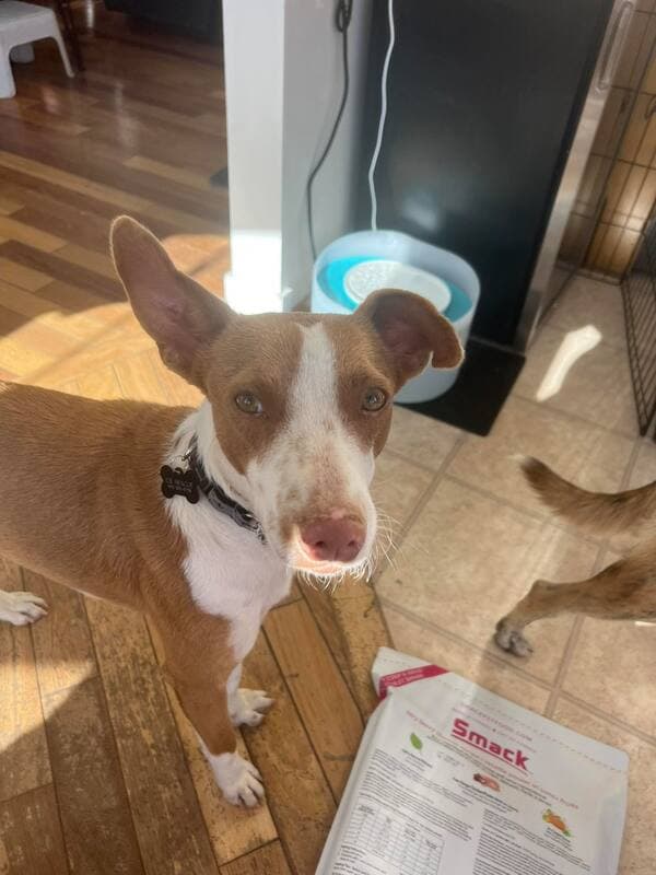 Max - Mixed Breed available for adoption in Calgary