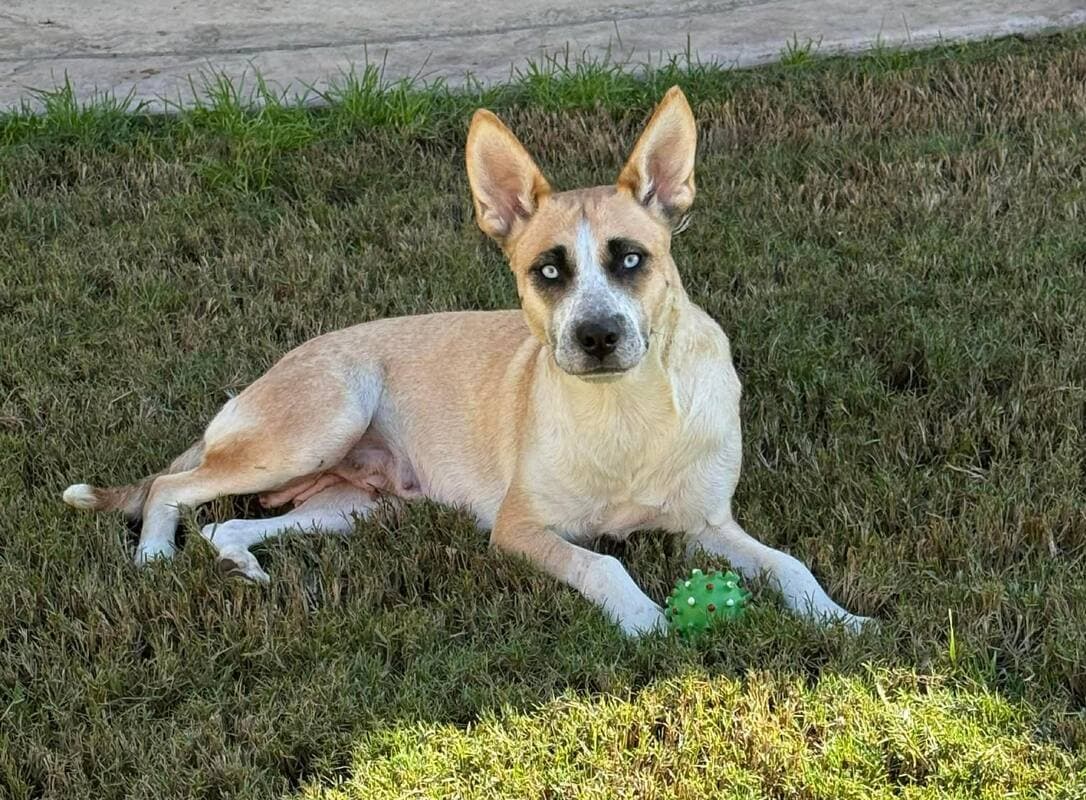 Mila - Shepherd mix available for adoption in Calgary