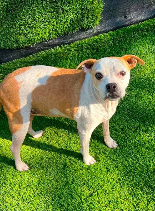 Princess - Mixed Breed available for adoption at CB Rescue Foundation in Calgary