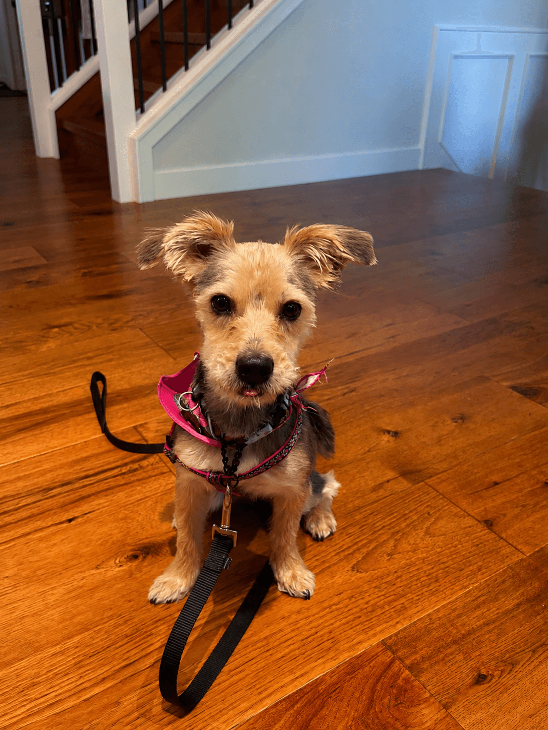 Remus - Terrier Mix available for adoption in Calgary