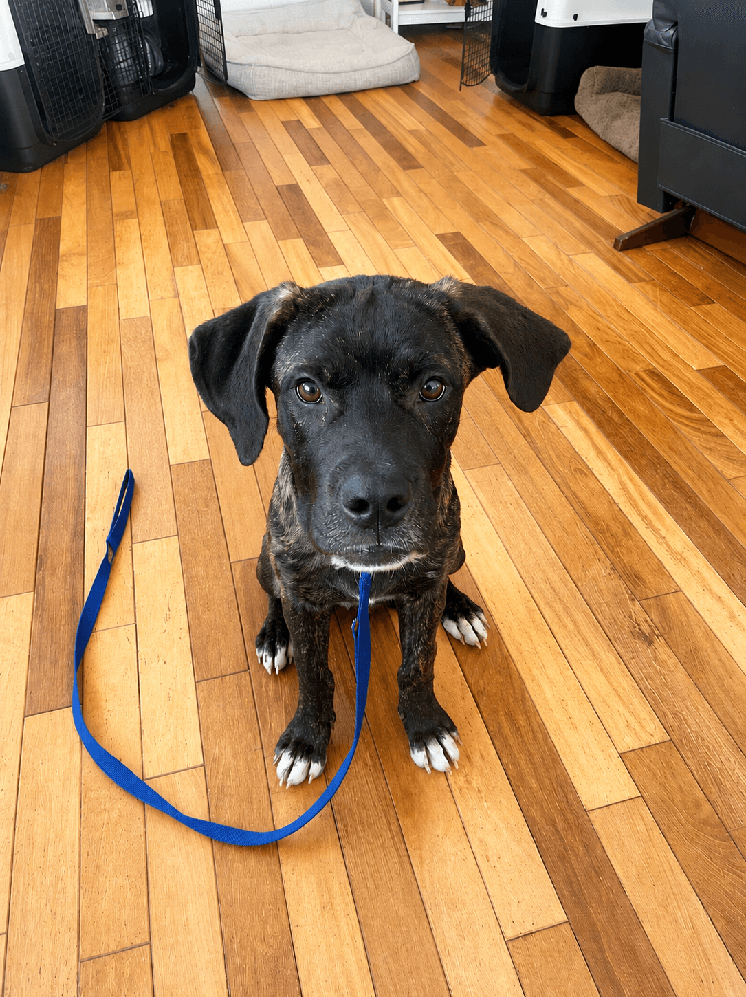 Mia/Rory (now Brindley) - Mastiff/Boxer Mix available for adoption at CB Rescue Foundation in Calgary