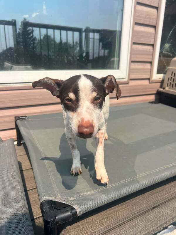 Snoopy - Jack Russell Terrier / Chihuahua Mix available for adoption in Calgary