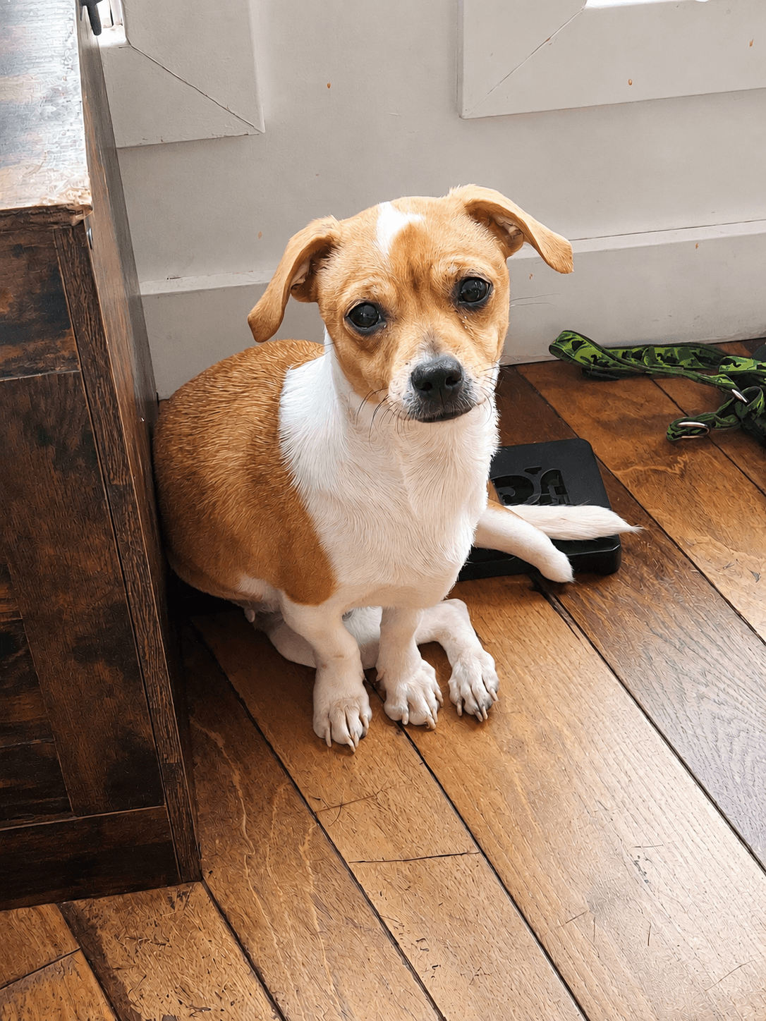 Tucker - Chihuahua and Terrier Mix, possibly with some Jack Russell Terrier influence. available for adoption