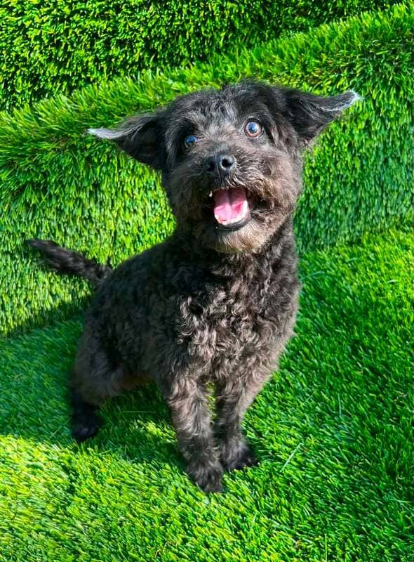 Tulip - Toy Poodle and Maltese Mix available for adoption at CB Rescue Foundation in Calgary
