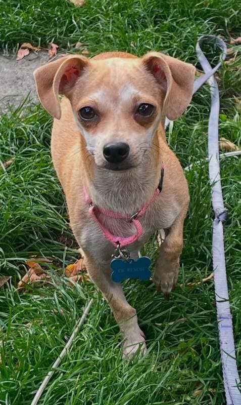 Velma - Chihuahua Mix available for adoption in Calgary