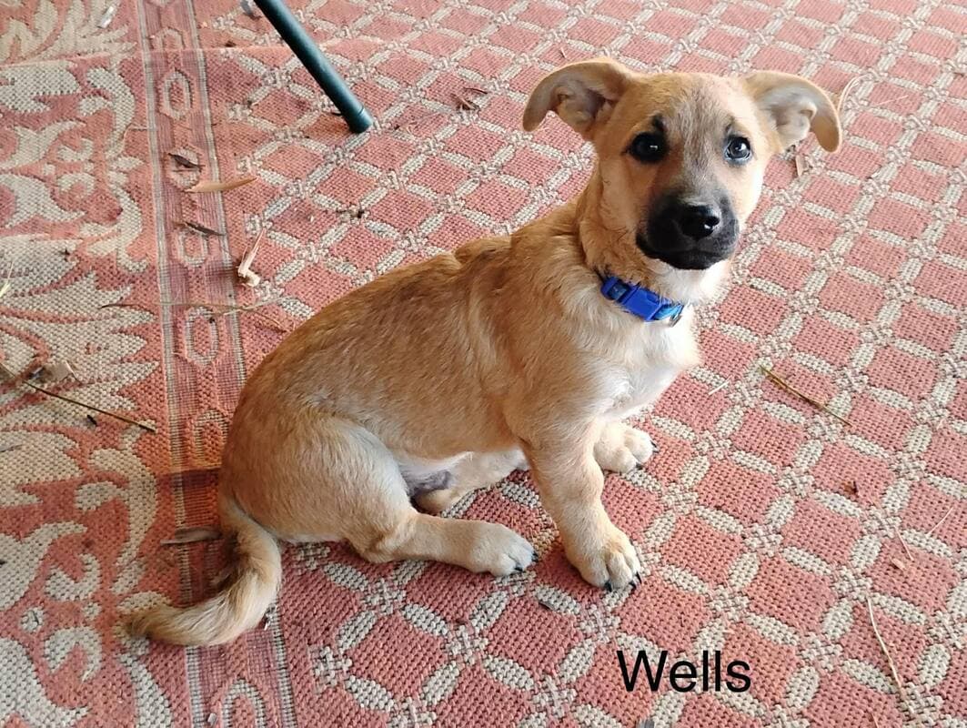 Willis - Terrier Chihuahua mix available for adoption in Calgary