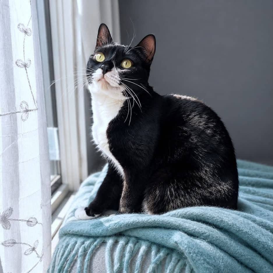 Atari - Domestic Shorthair cat available for adoption at Chatons Orphelins Montréal in Montreal