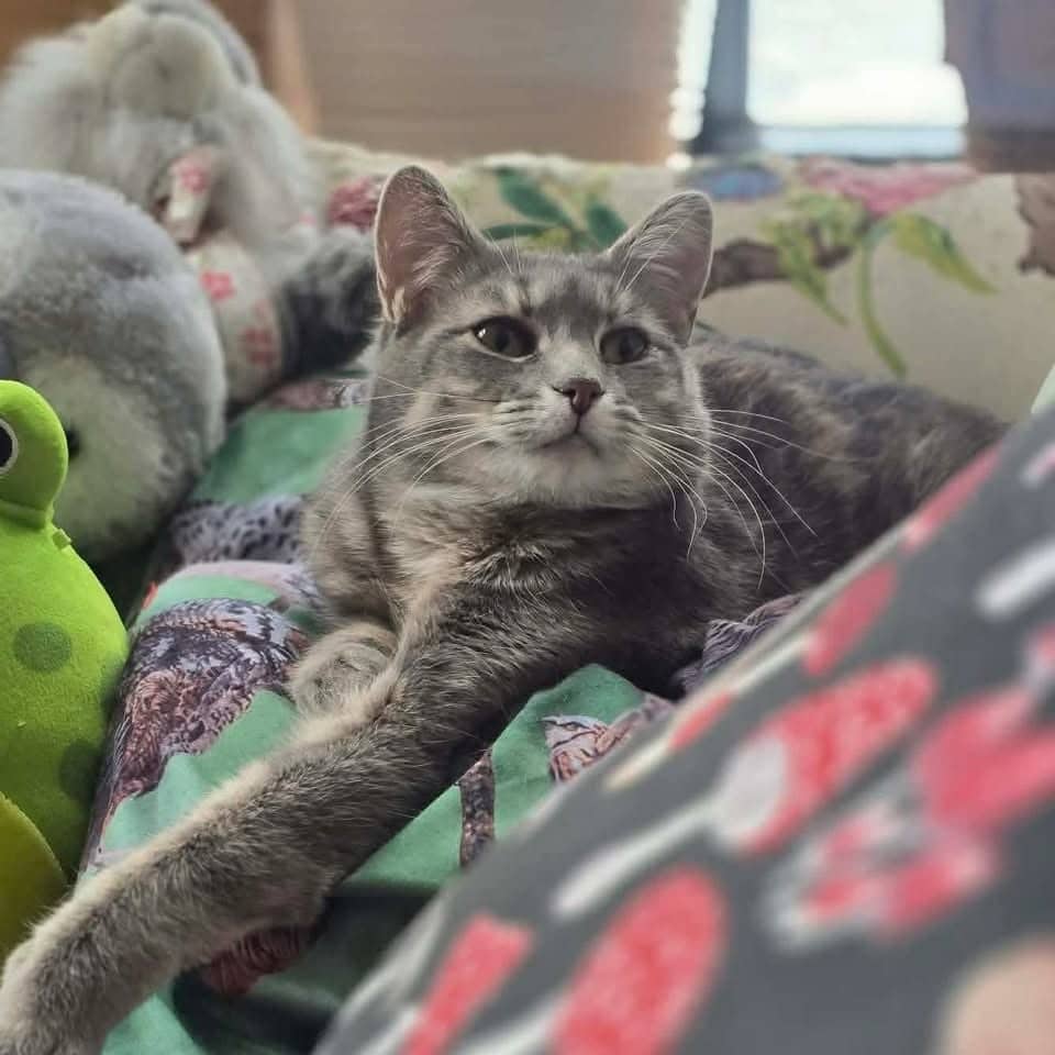Sélénie - Domestic Shorthair cat available for adoption at Chatons Orphelins Montréal in Montreal