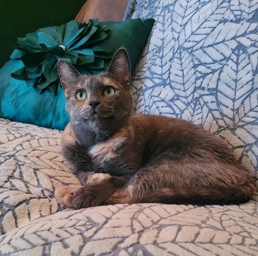 Soukie - Domestic Shorthair cat available for adoption at Chatons Orphelins Montréal in Montreal