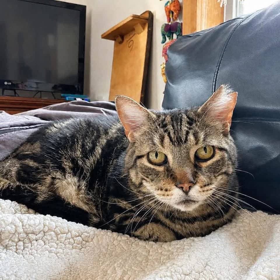 Tigrou - Domestic Shorthair cat available for adoption at Chatons Orphelins Montréal in Montreal