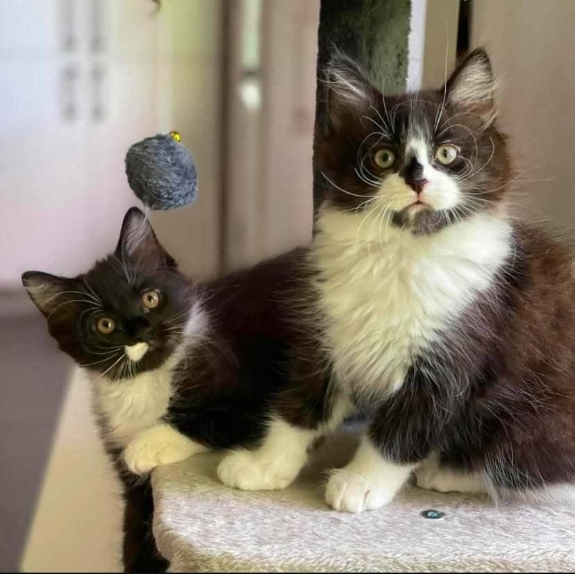Victor & Jeremy - Domestic Shorthair cat available for adoption at Chatons Orphelins Montréal in Montreal