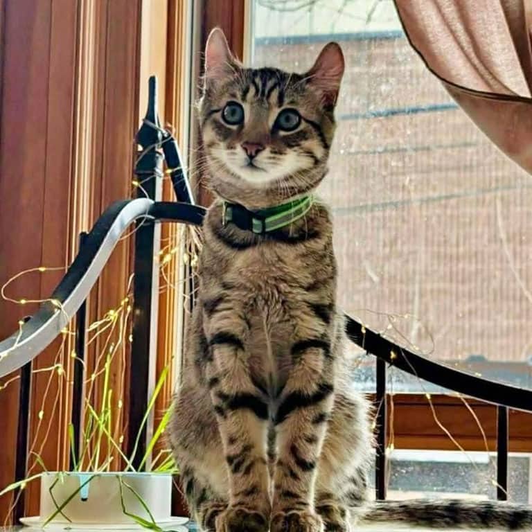 Tix - Domestic Shorthair cat available for adoption at Chatons Orphelins Montréal in Montreal