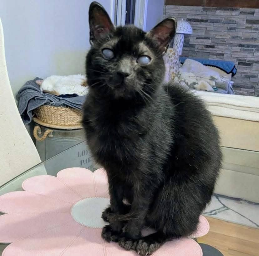 Mamilottie - Domestic Shorthair available for adoption