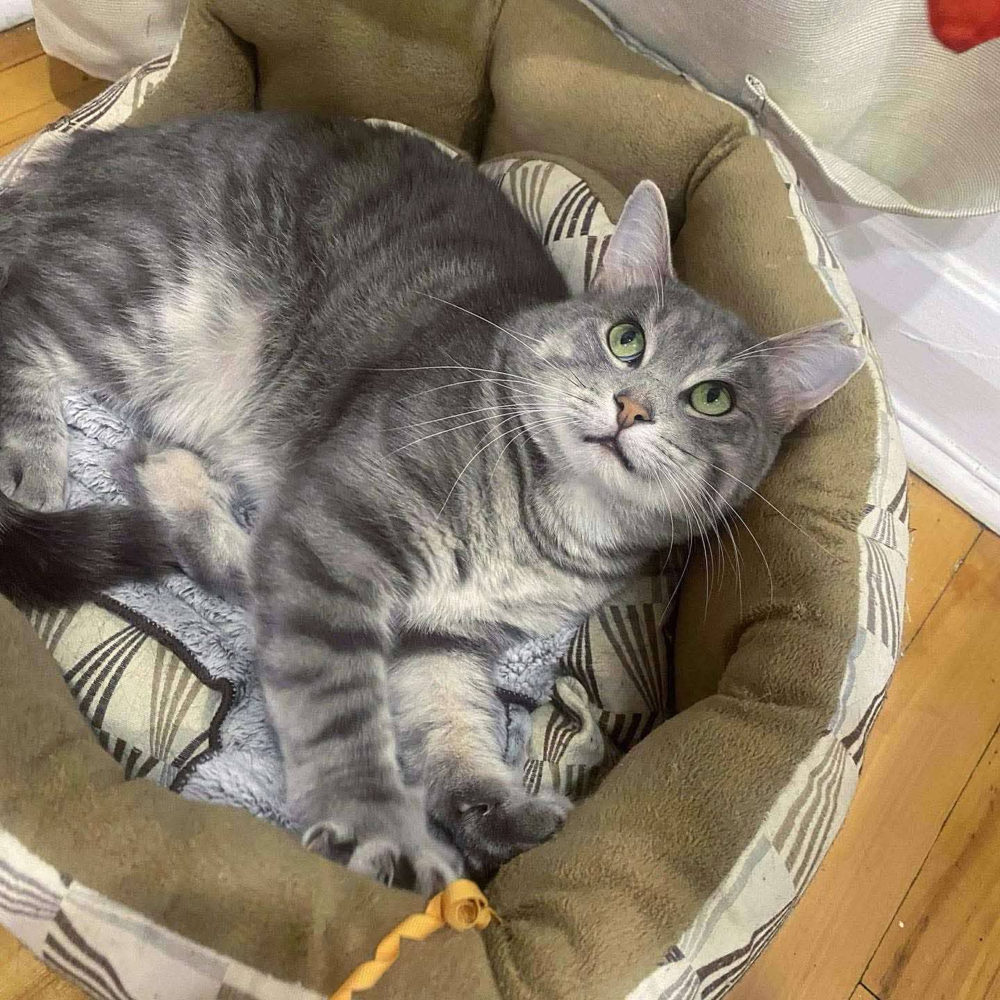 Musso - Domestic Shorthair cat available for adoption at Chatons Orphelins Montréal in Montreal
