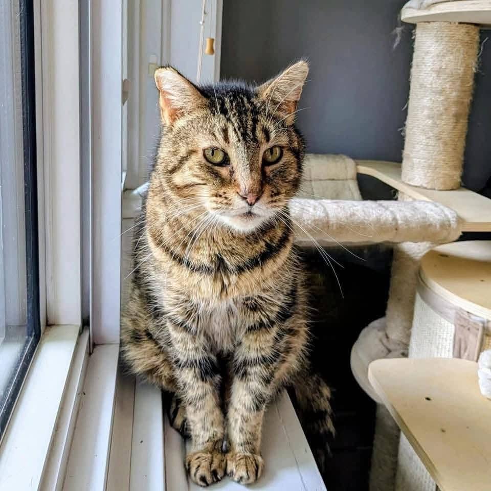 Oliver - Domestic Shorthair cat available for adoption at Chatons Orphelins Montréal in Montreal
