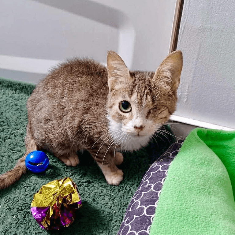Novia de Cuba - Domestic Shorthair cat available for adoption at Chatons Orphelins Montréal in Montreal