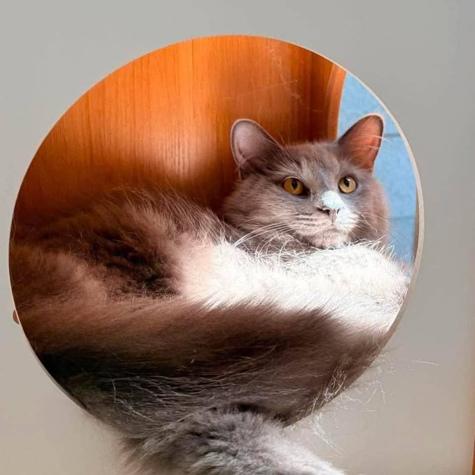 Corbie - Domestic Shorthair cat available for adoption at Chatons Orphelins Montréal in Montreal