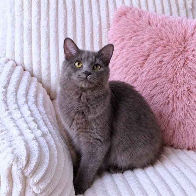 Corbie - Domestic Shorthair available for adoption