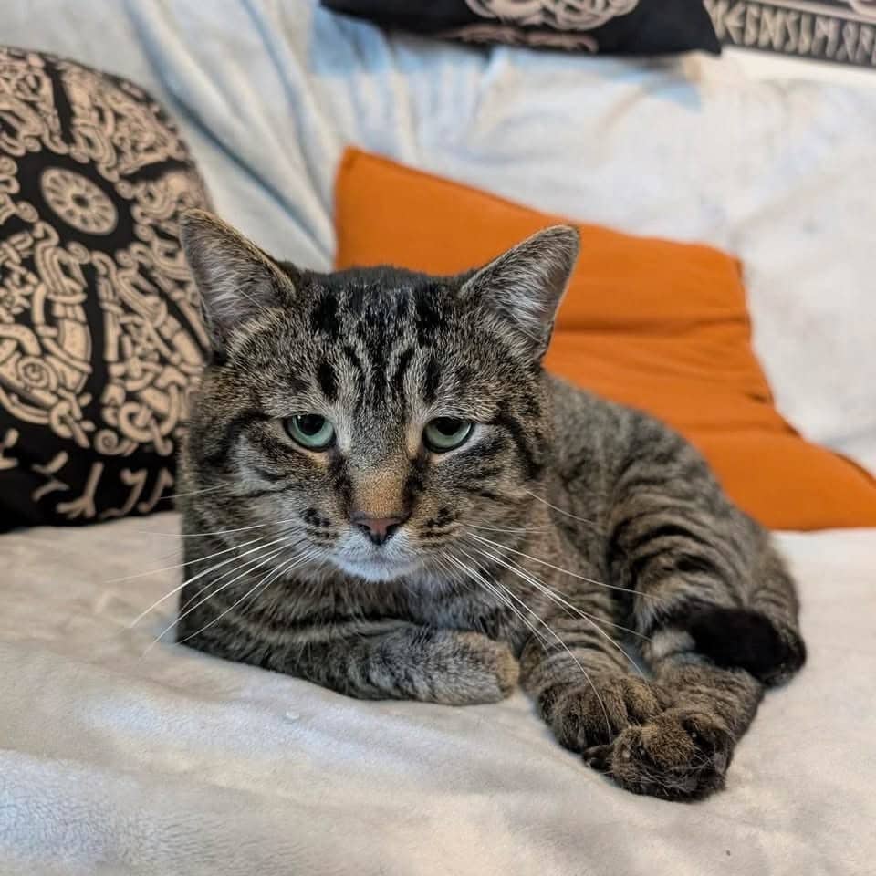 Diplo - Domestic Shorthair available for adoption