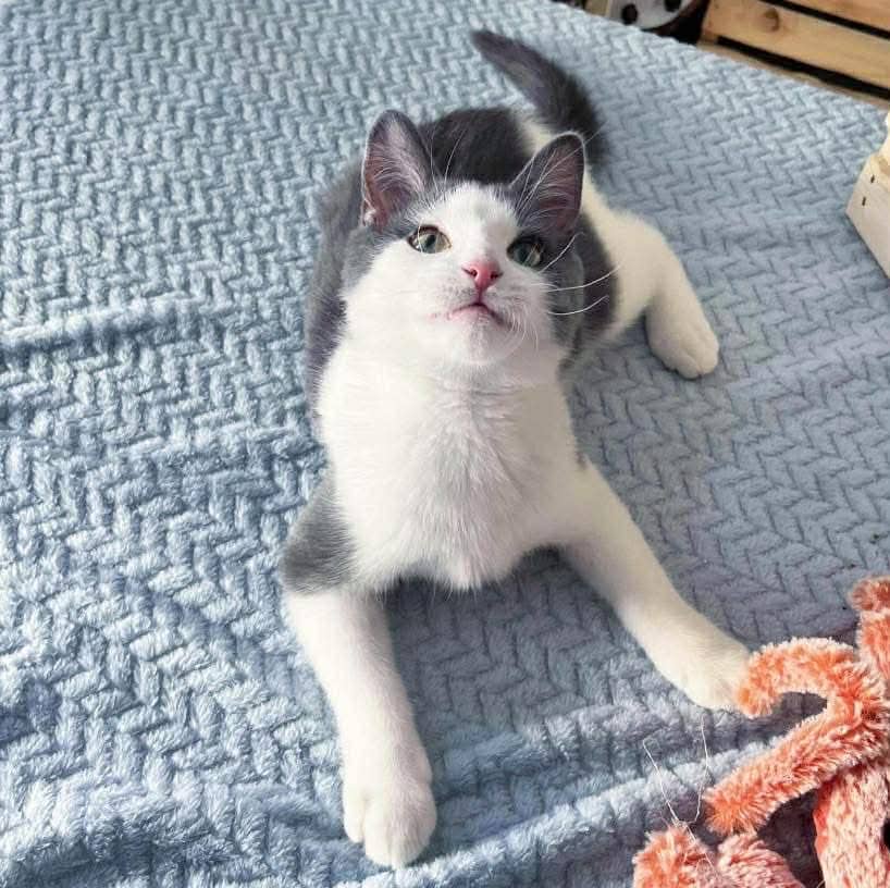 Gaby - Domestic Shorthair cat available for adoption at Chatons Orphelins Montréal in Montreal