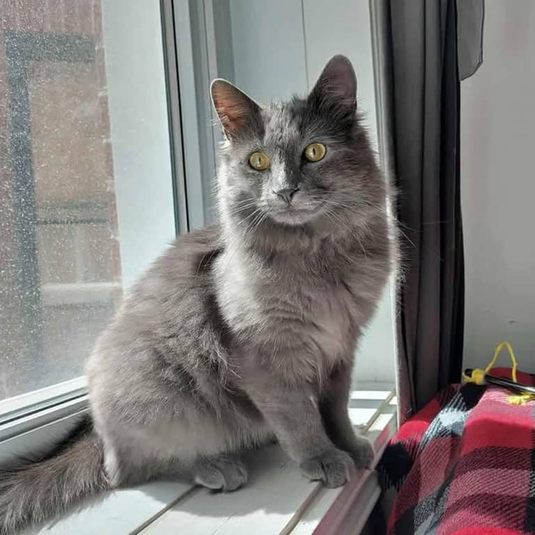 Gripak - Domestic Shorthair cat available for adoption at Chatons Orphelins Montréal in Montreal