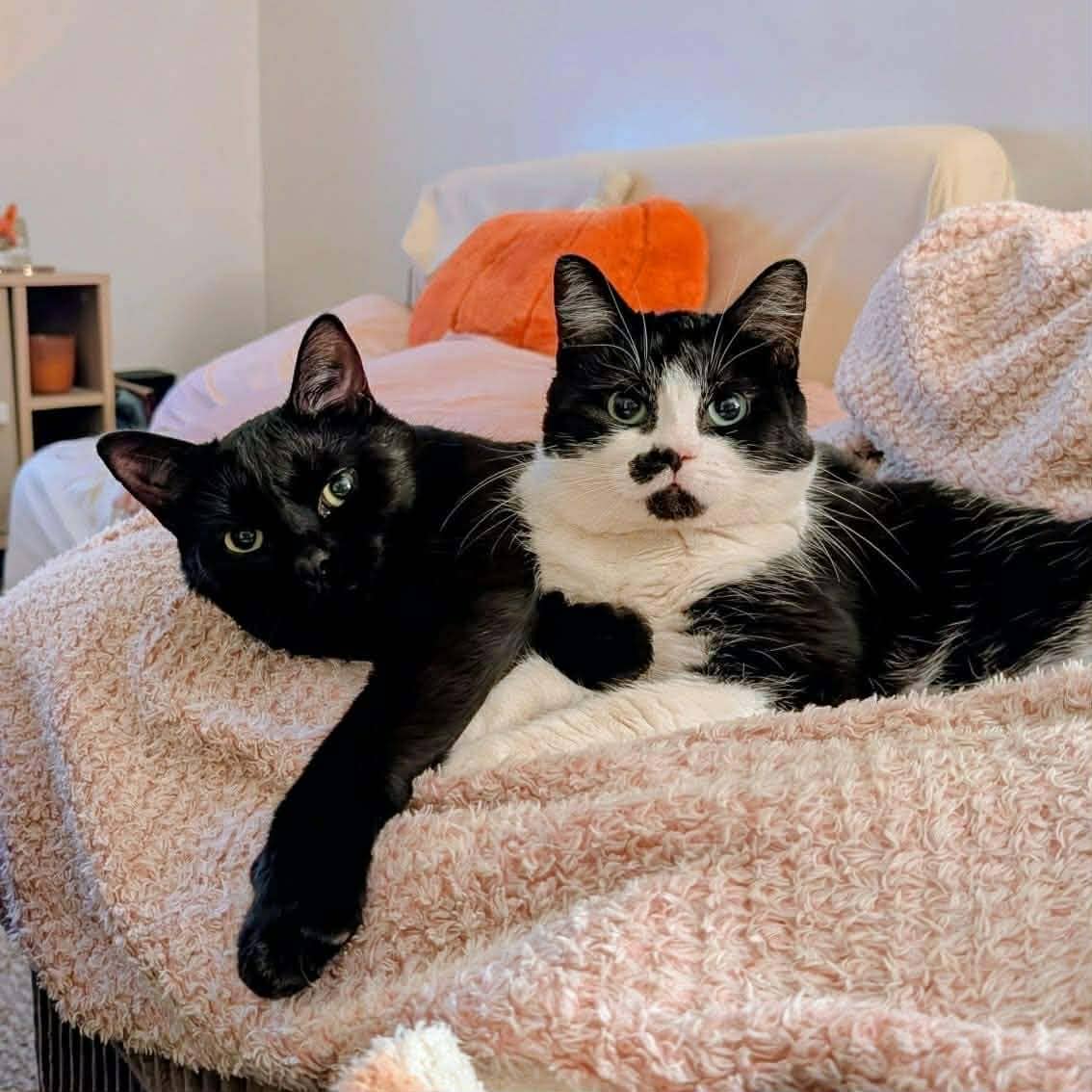 Kashya et Zack - Domestic Shorthair cat available for adoption at Chatons Orphelins Montréal in Montreal