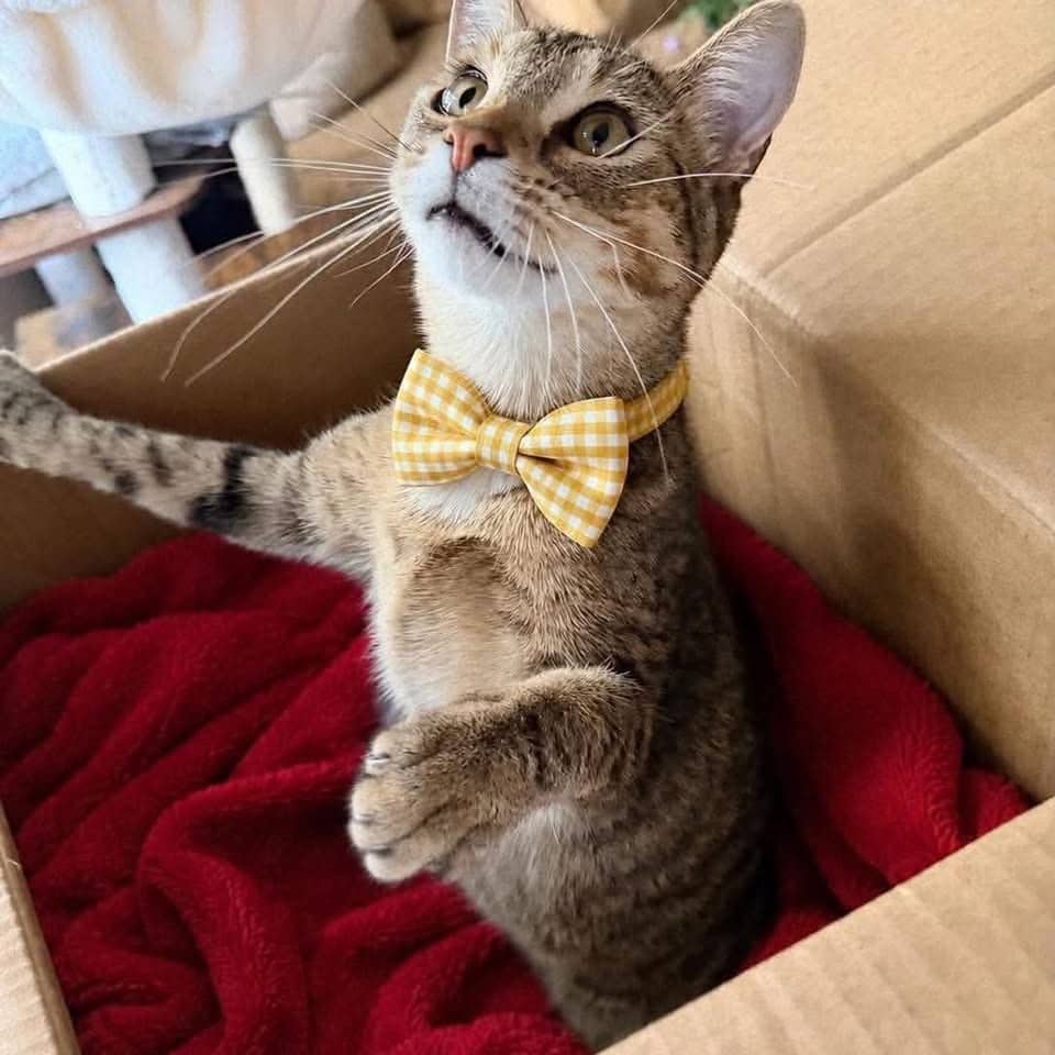 Charlesbourg, Domestic Shorthair, chat à adopter au Québec