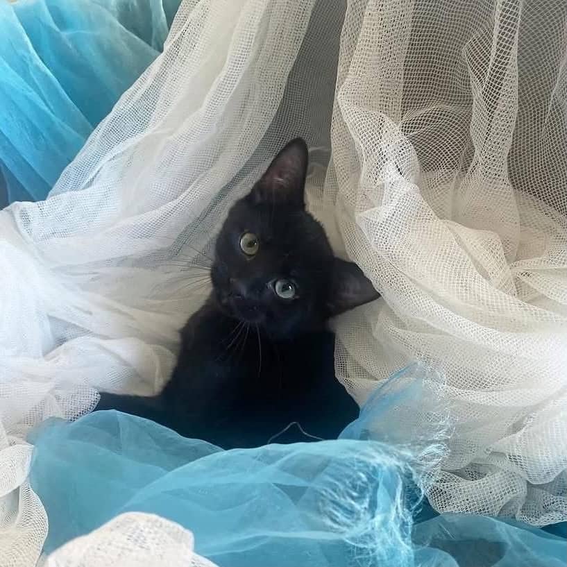 Attis - Domestic Shorthair available for adoption