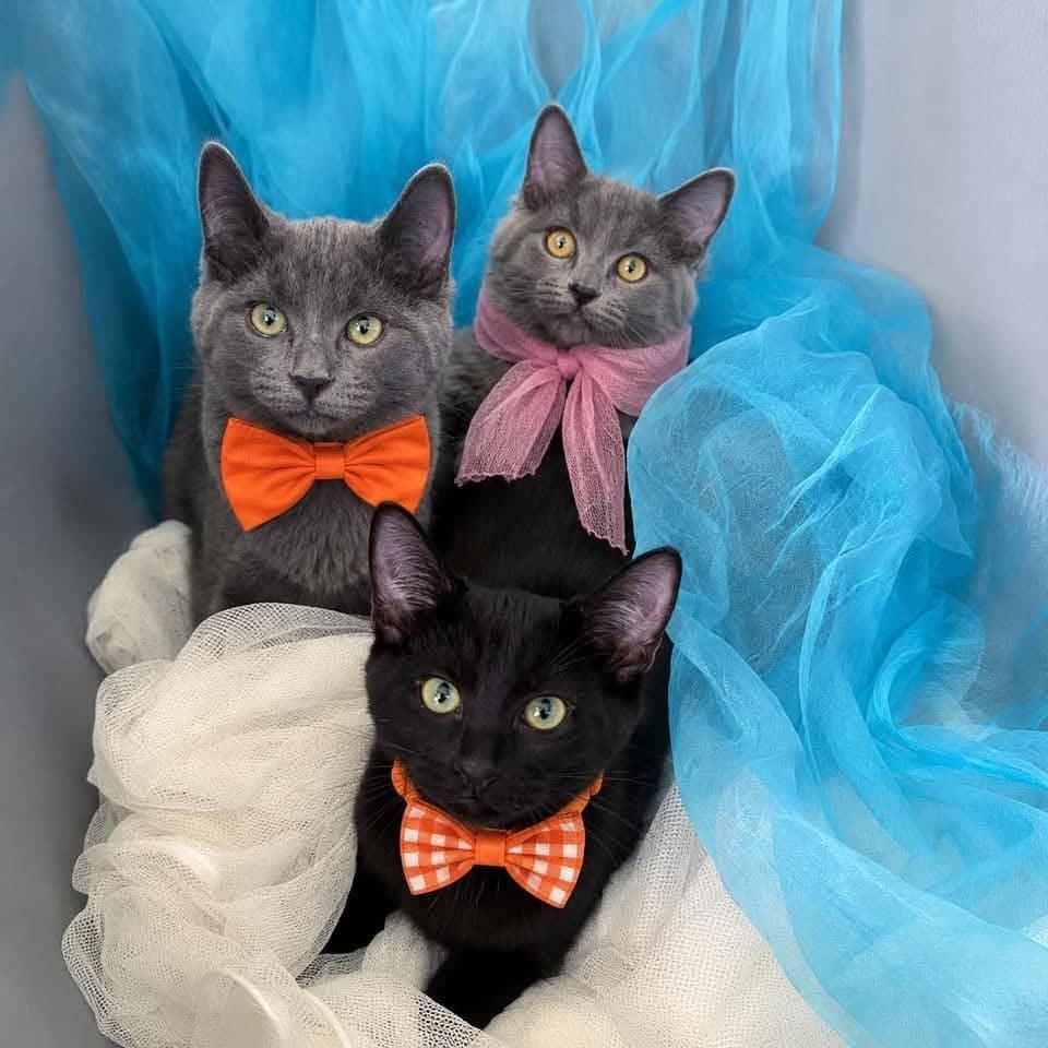 Attis, Ménélass et Thémis - Domestic Shorthair cat available for adoption at Chatons Orphelins Montréal in Montreal