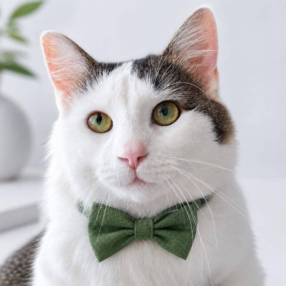 Basil - Domestic Shorthair cat available for adoption in Quebec