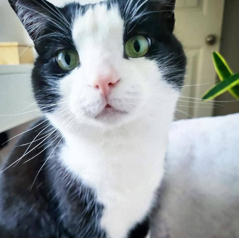 Basket - Domestic Shorthair cat available for adoption at Chatons Orphelins Montréal in Montreal
