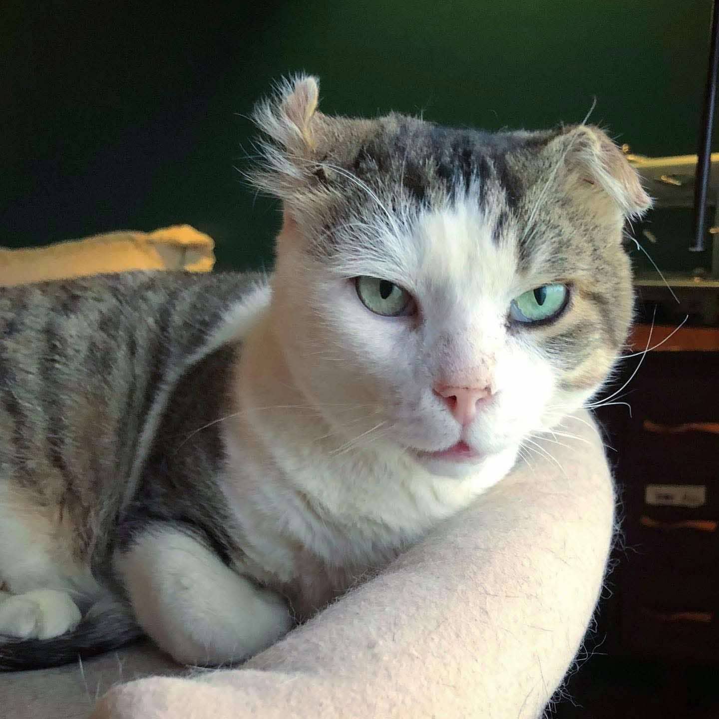 Krumbl - Domestic Shorthair cat available for adoption at Chatons Orphelins Montréal in Montreal