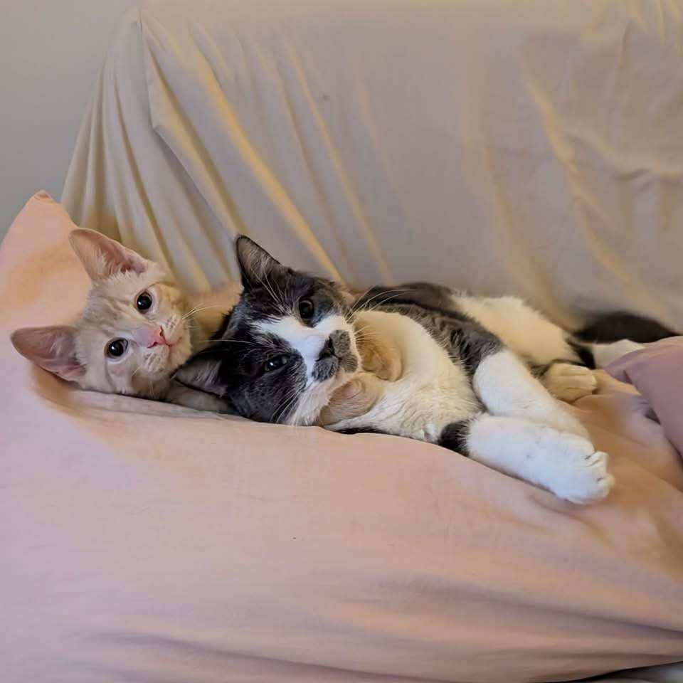 Poufsouff et Ziggy - Domestic Shorthair cat available for adoption at Chatons Orphelins Montréal in Montreal