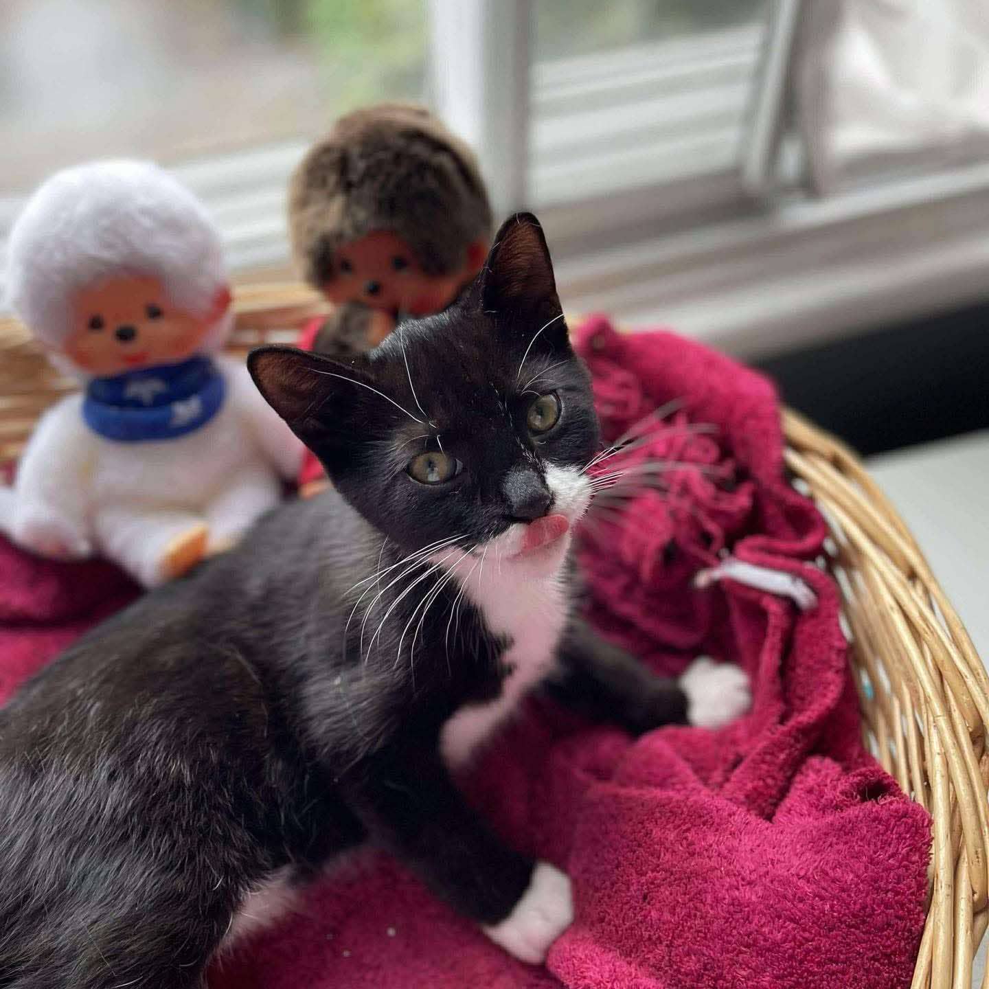 Atari - Domestic Shorthair cat available for adoption at Chatons Orphelins Montréal in Montreal