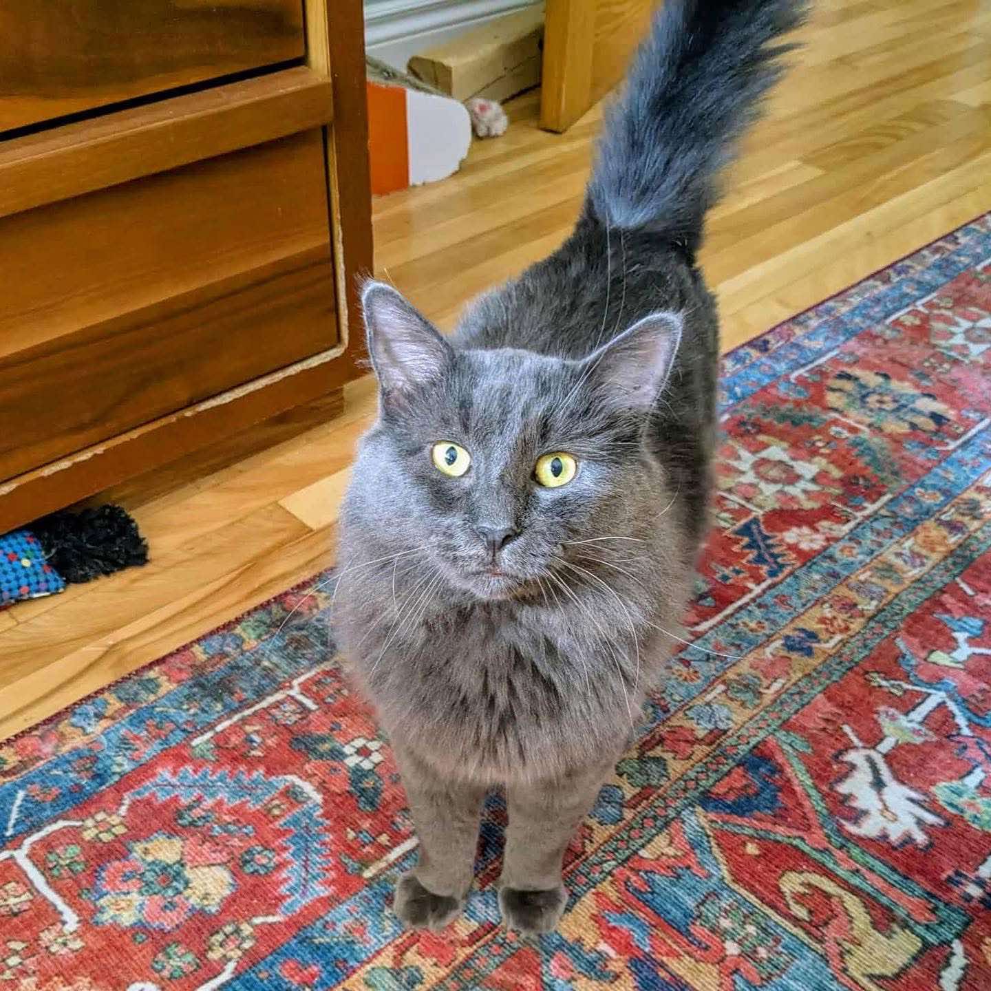 Boumbo - Domestic Shorthair cat available for adoption at Chatons Orphelins Montréal in Montreal
